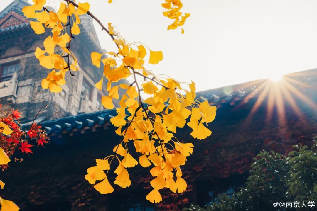 免费！太宠了！南京高校，刷屏了