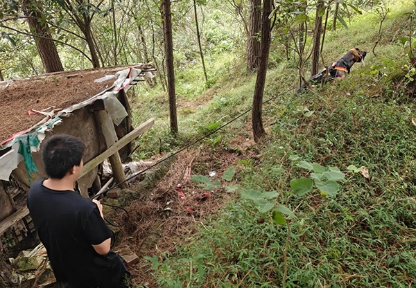 这场山地搜救,1岁、2岁和4岁的它们立下大功! 这场山地搜救,1岁、2岁和4岁的它们立下大功!