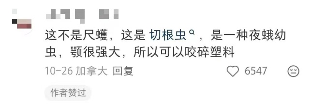 “一边咬一边往里钻…”被啃得都是窟窿！上海人哀嚎：还有不明粘液