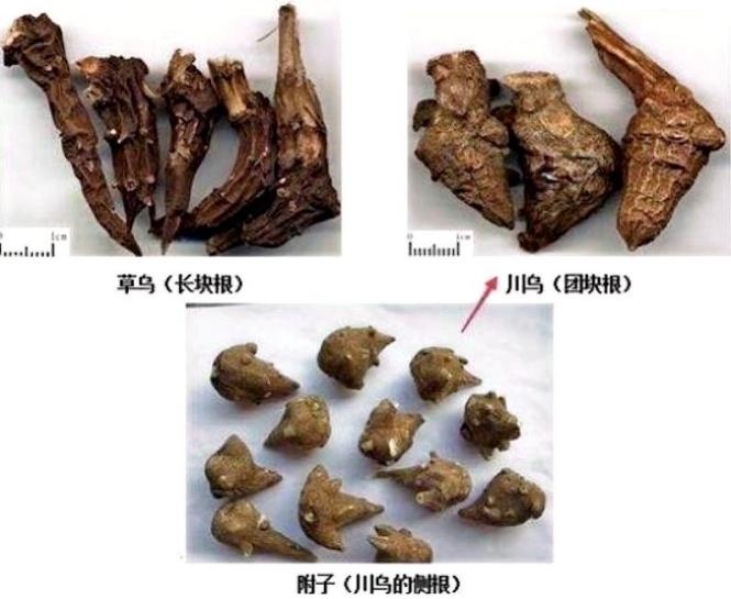 夫妻俩食用后双双中毒,被紧急送医! 夫妻俩食用后双双中毒,被紧急送医!