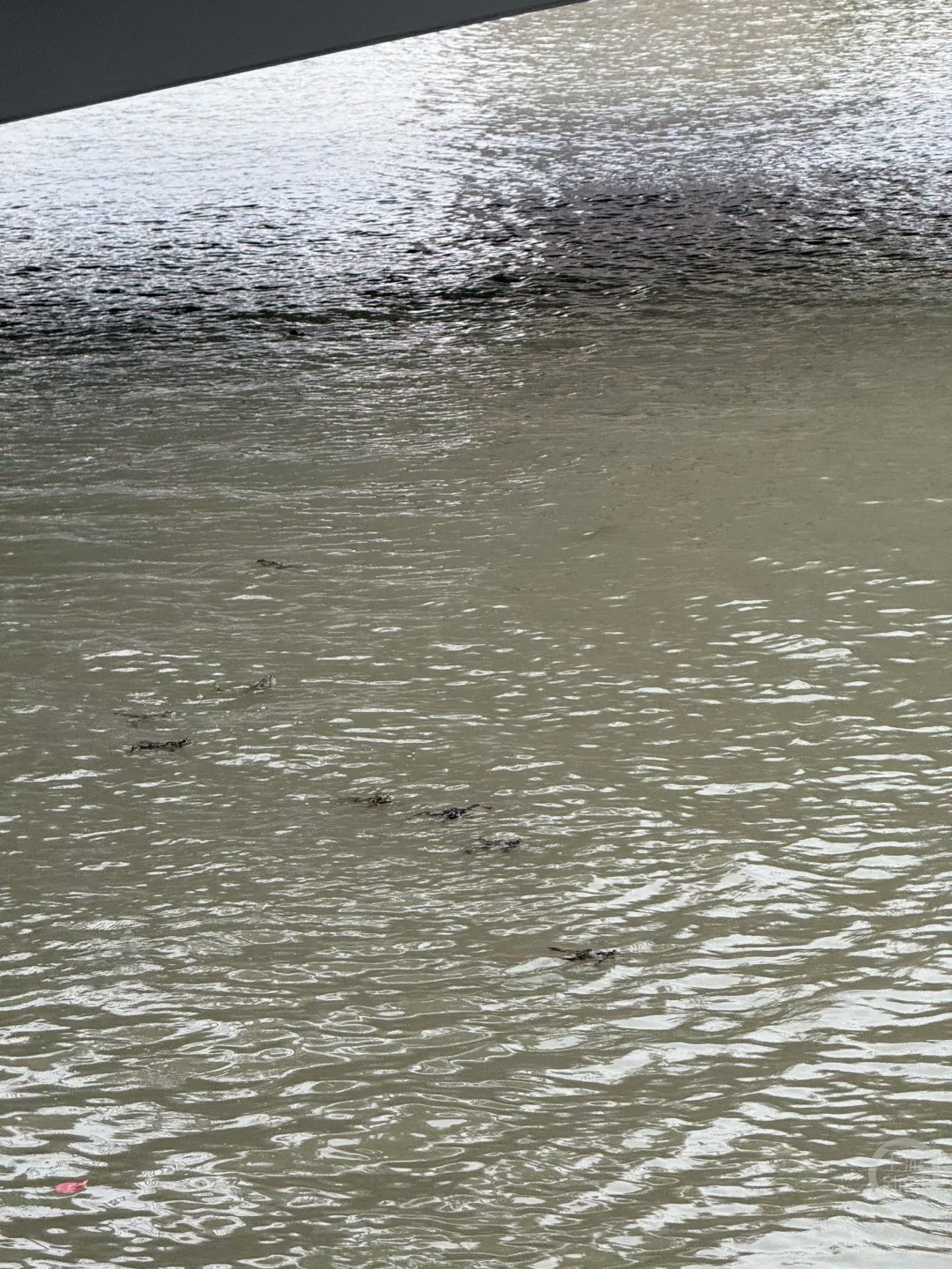 男子在上海苏州河放生牛蛙？当地回应：严禁放生外来物种