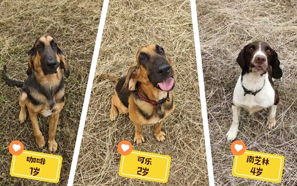 这场山地搜救,1岁、2岁和4岁的它们立下大功! 这场山地搜救,1岁、2岁和4岁的它们立下大功!