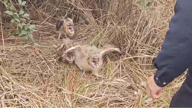 江西吉安：村民上山采茶籽 救助三只猴面鹰