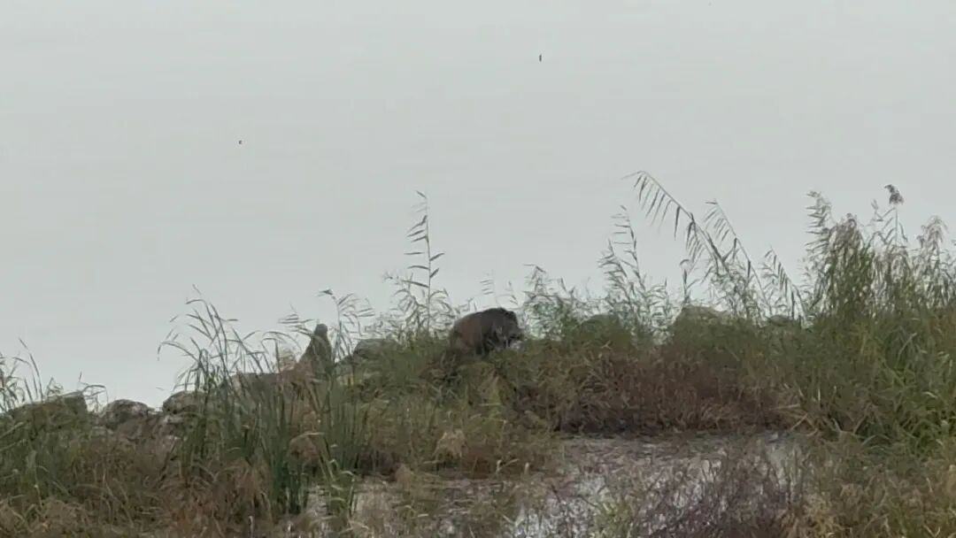 合肥巢湖岸边出现成群小野猪 合肥巢湖岸边出现成群小野猪