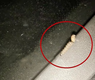 “一边咬一边往里钻…”被啃得都是窟窿！上海人哀嚎：还有不明粘液