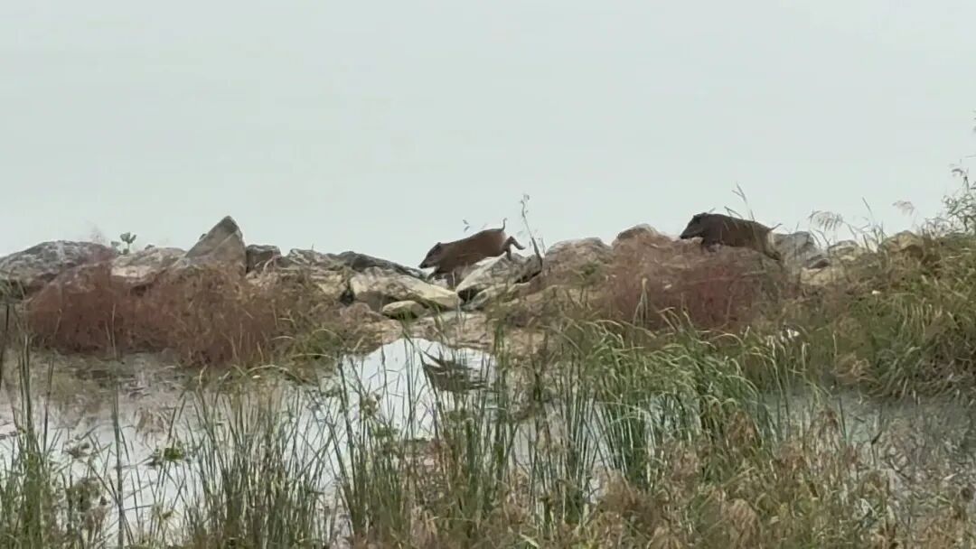 合肥巢湖岸边出现成群小野猪 合肥巢湖岸边出现成群小野猪