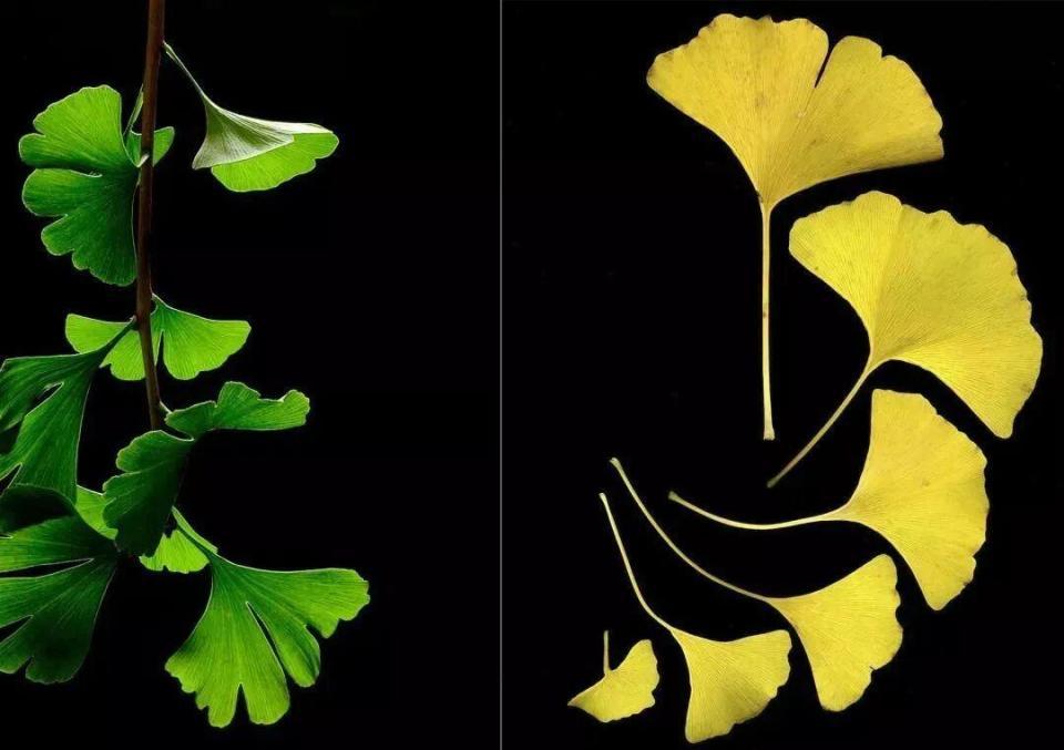 满大街都是银杏树，为什么还是濒危物种？