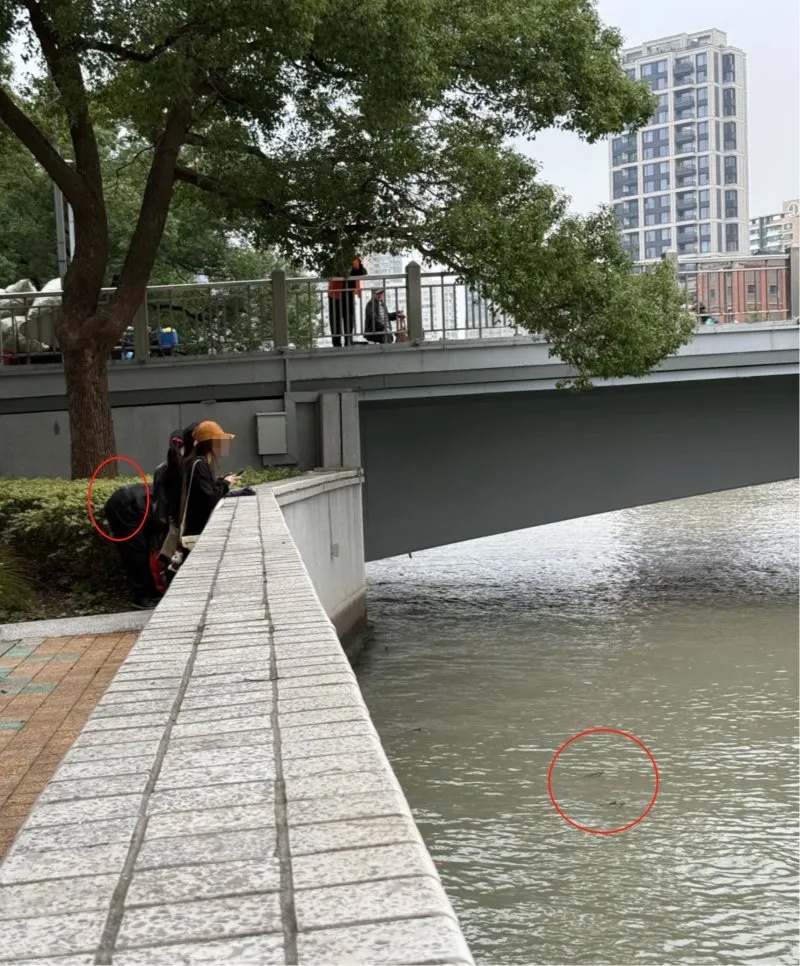 “两大袋子哗啦倒进去了”有人在苏州河放生牛蛙？官方回应