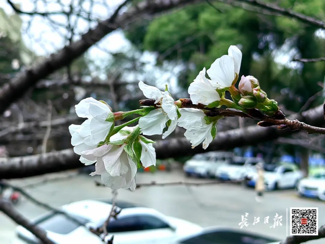 武大樱花开了！