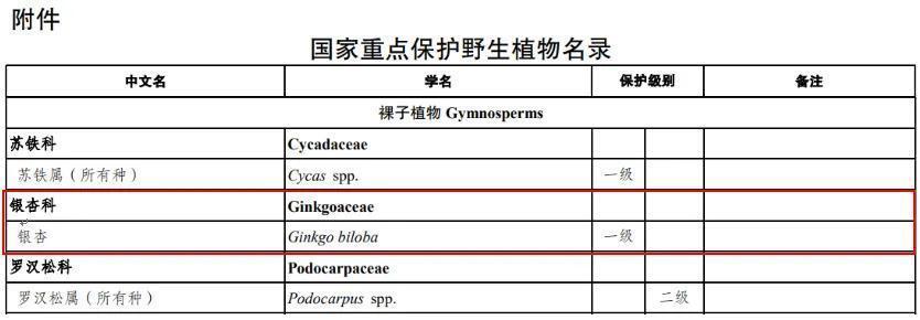 满大街都是银杏树，为什么还是濒危物种？