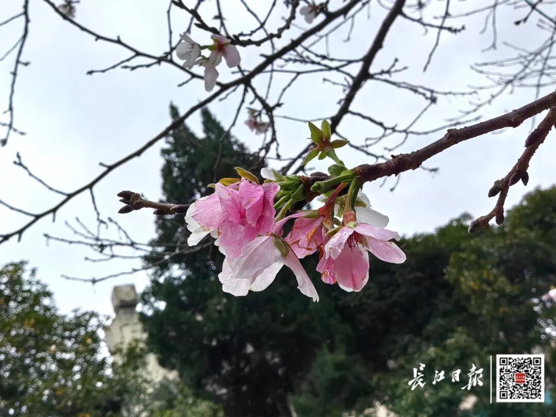 武大樱花开了！