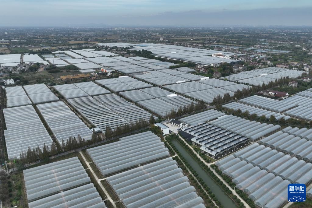 浙江南浔：千亩“红美人”柑橘迎来收获季