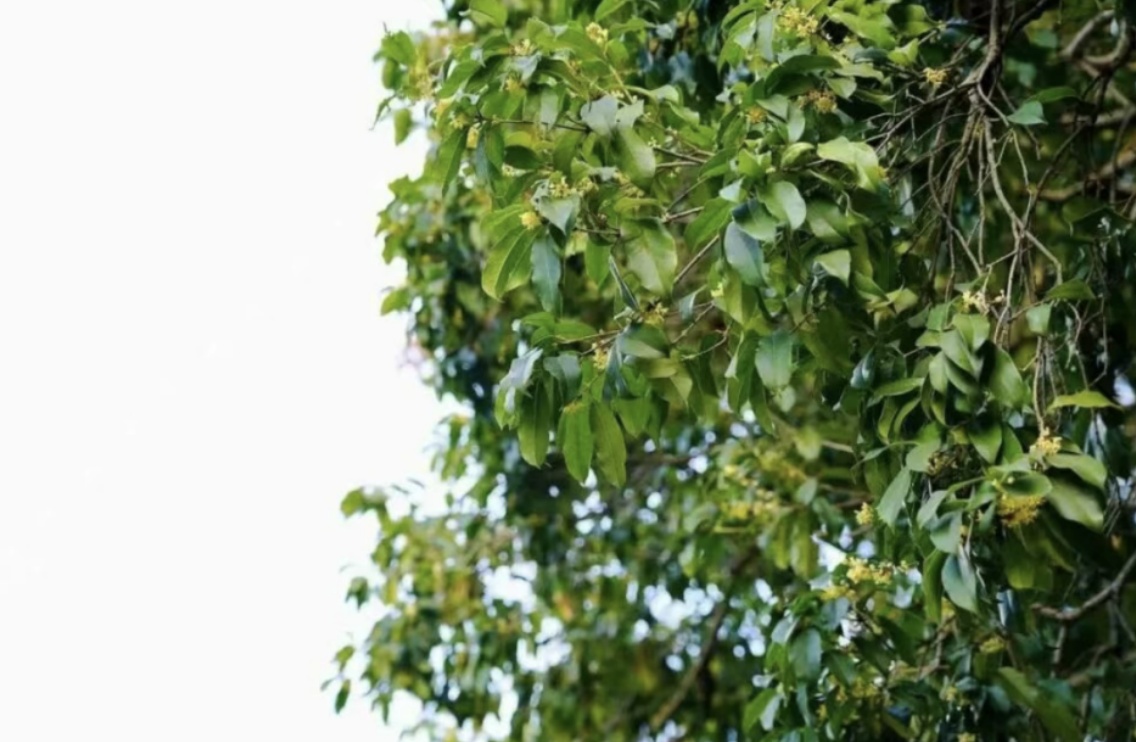 在杭州，秋日骑行寻桂香！