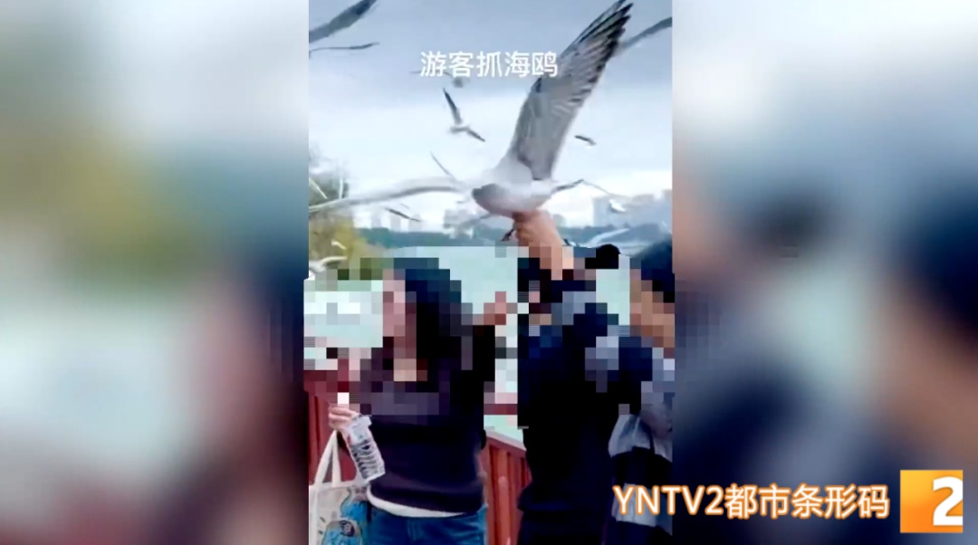 惹众怒！两游客竟强抓红嘴鸥拍“特写”
