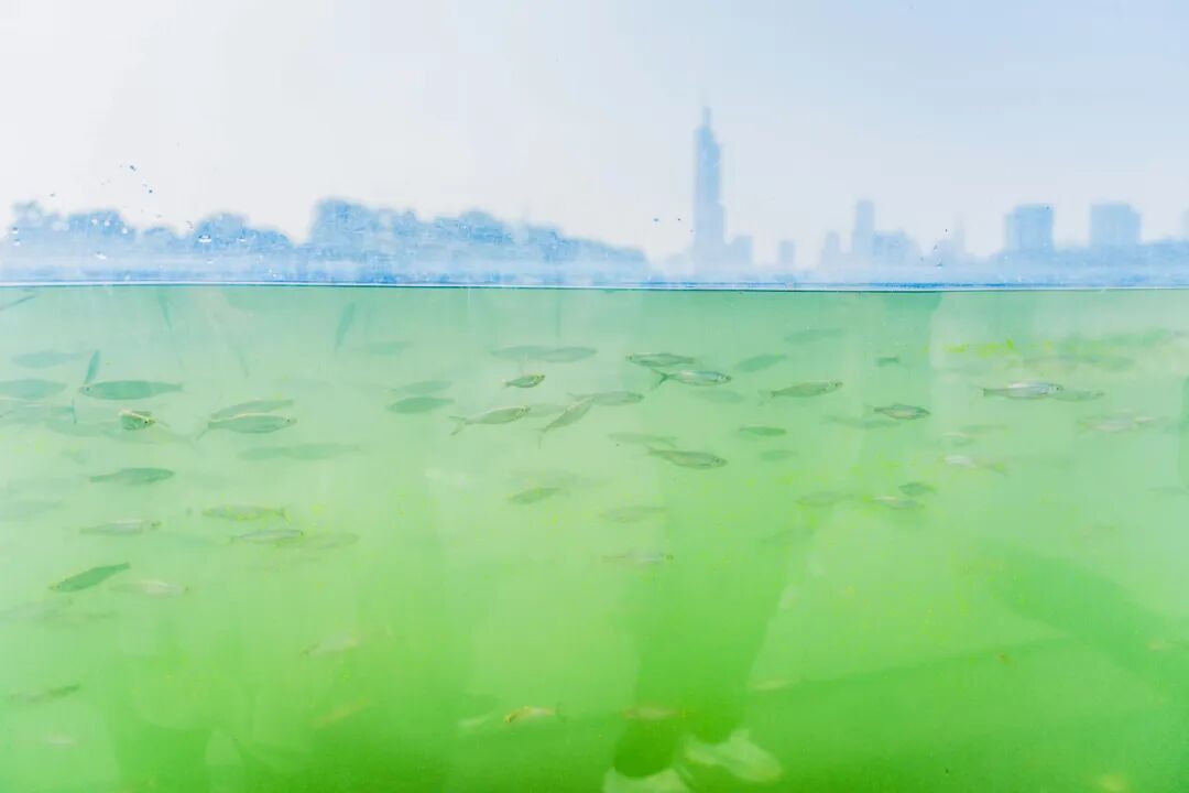 传疯了！玄武湖“大鱼缸”来了