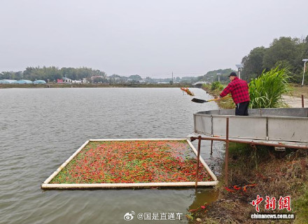 真能用辣椒养鱼，专家称有科学依据