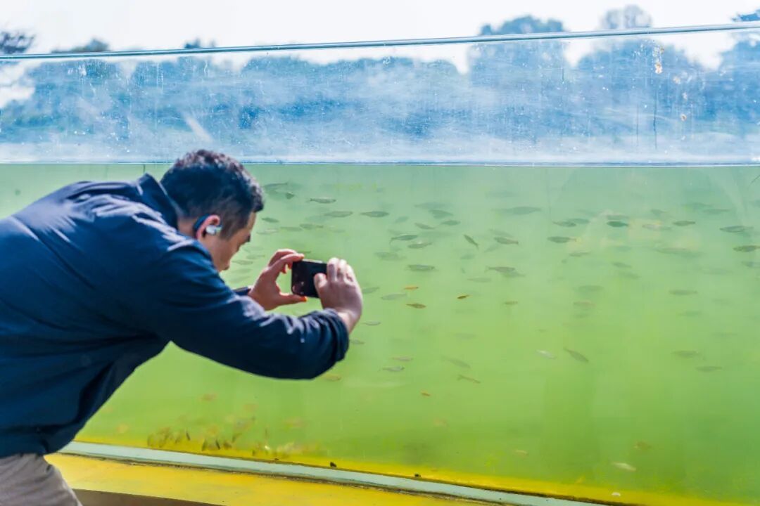 传疯了！玄武湖“大鱼缸”来了