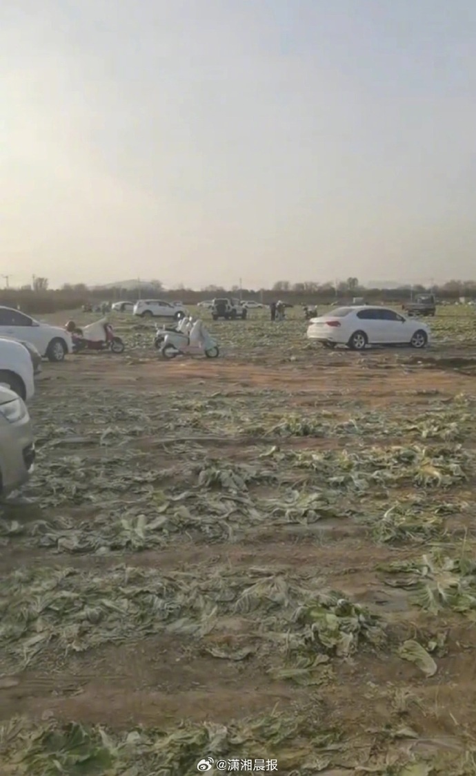 近200亩待收白菜因“网传免费”遭大规模哄抢,损失惨重?官方通报:已成立联合调查组 近200亩待收白菜因“网传免费”遭大规模哄抢,损失惨重?官方通报:已成立联合调查组