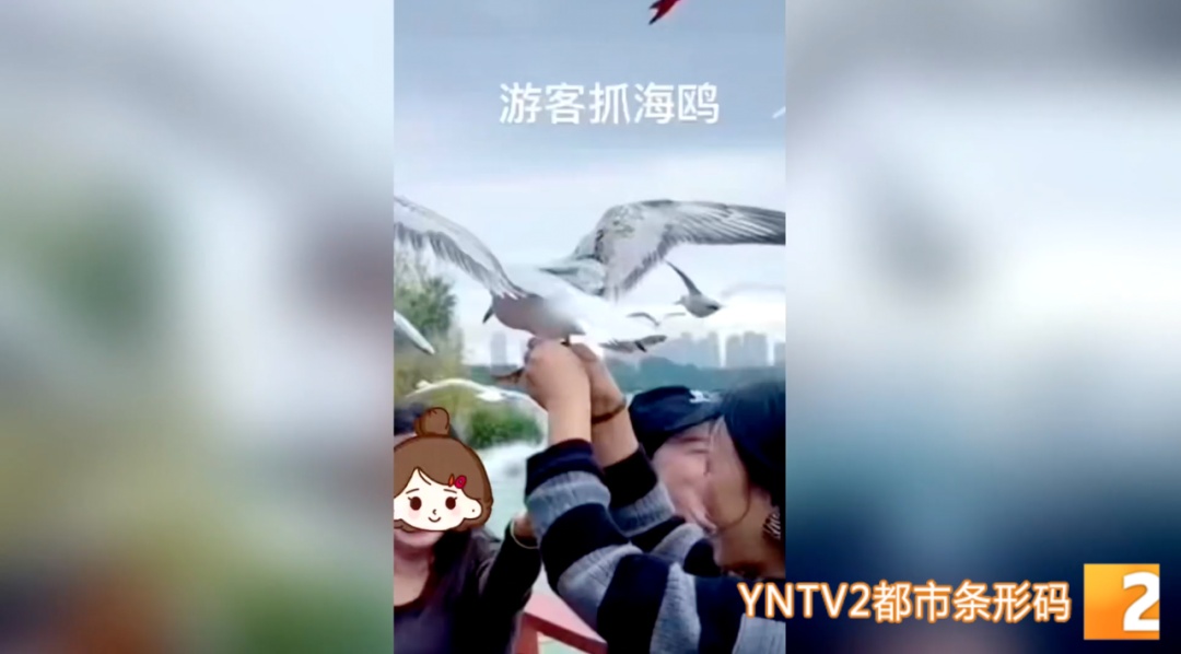 惹众怒！两游客竟强抓红嘴鸥拍“特写”