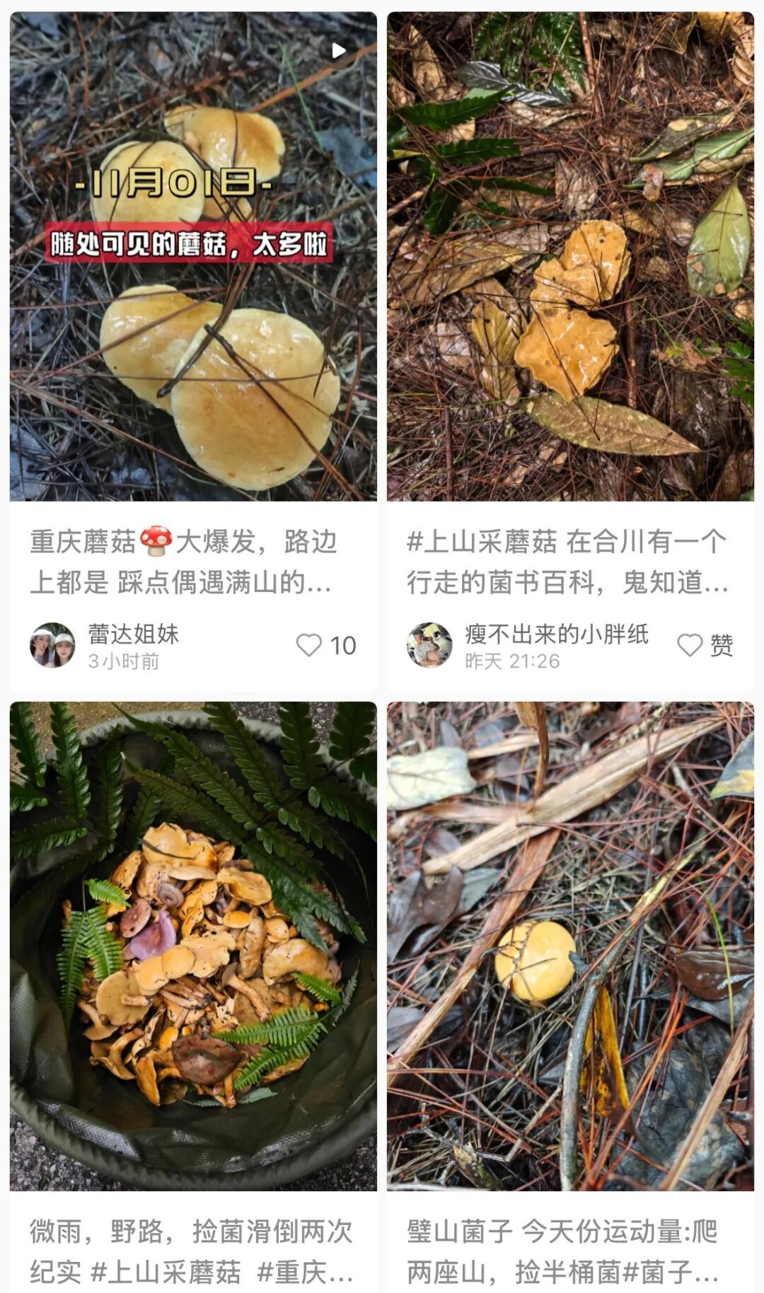不要捡！不要吃！风险极高！正在重庆大量出现！