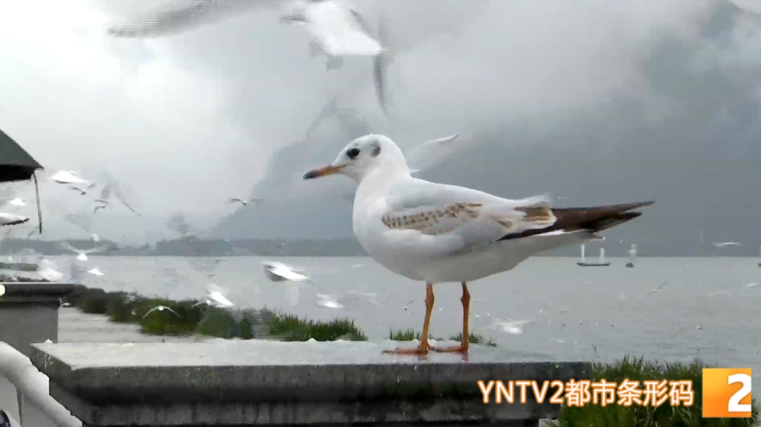 惹众怒！两游客竟强抓红嘴鸥拍“特写”