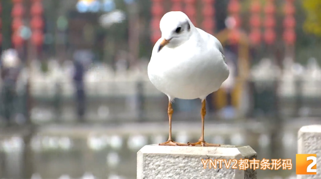 惹众怒！两游客竟强抓红嘴鸥拍“特写”