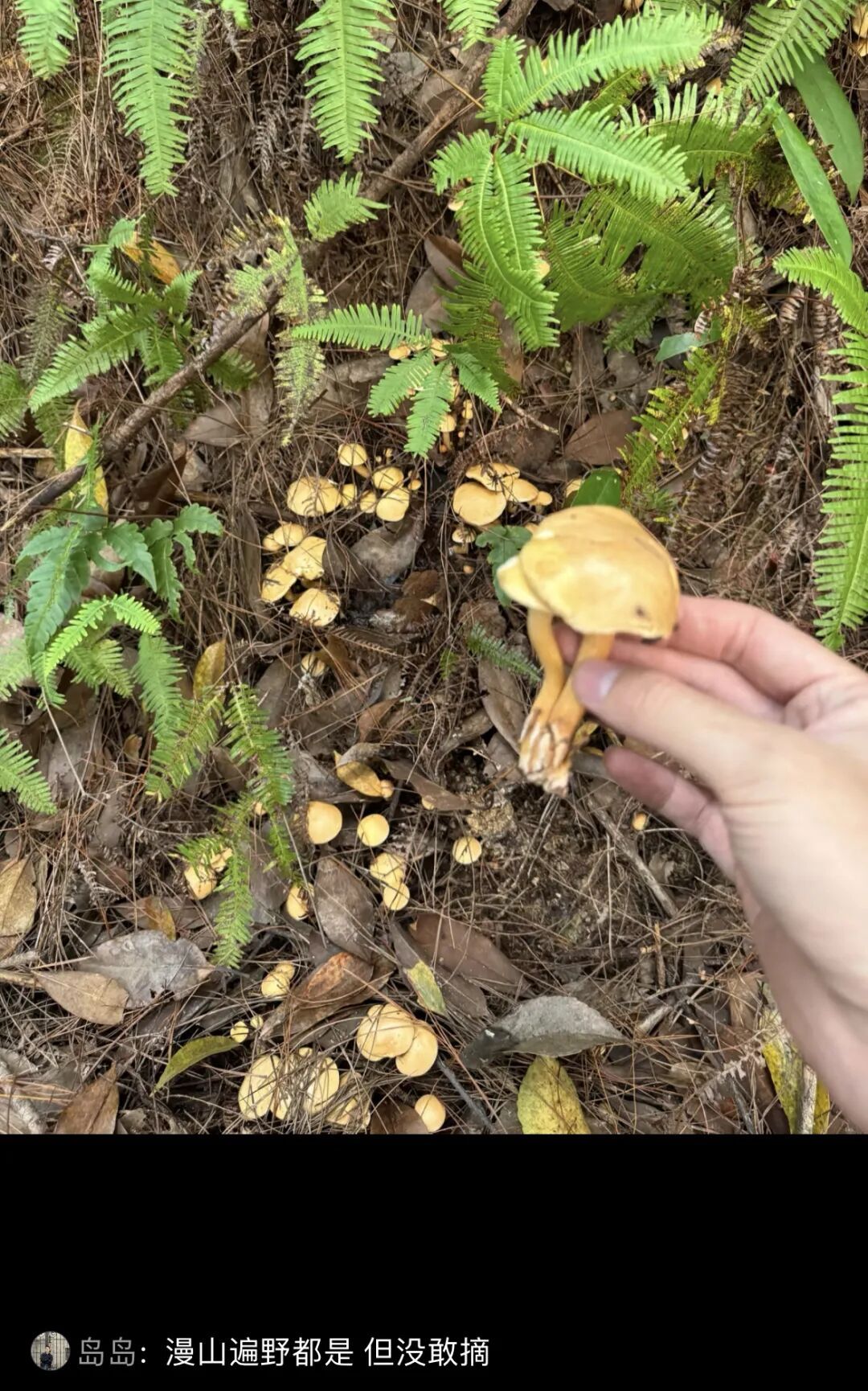 不要捡！不要吃！风险极高！正在重庆大量出现！