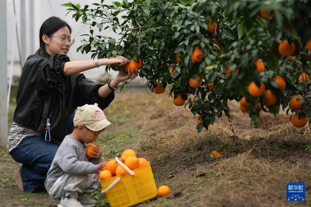 浙江南浔：千亩“红美人”柑橘迎来收获季