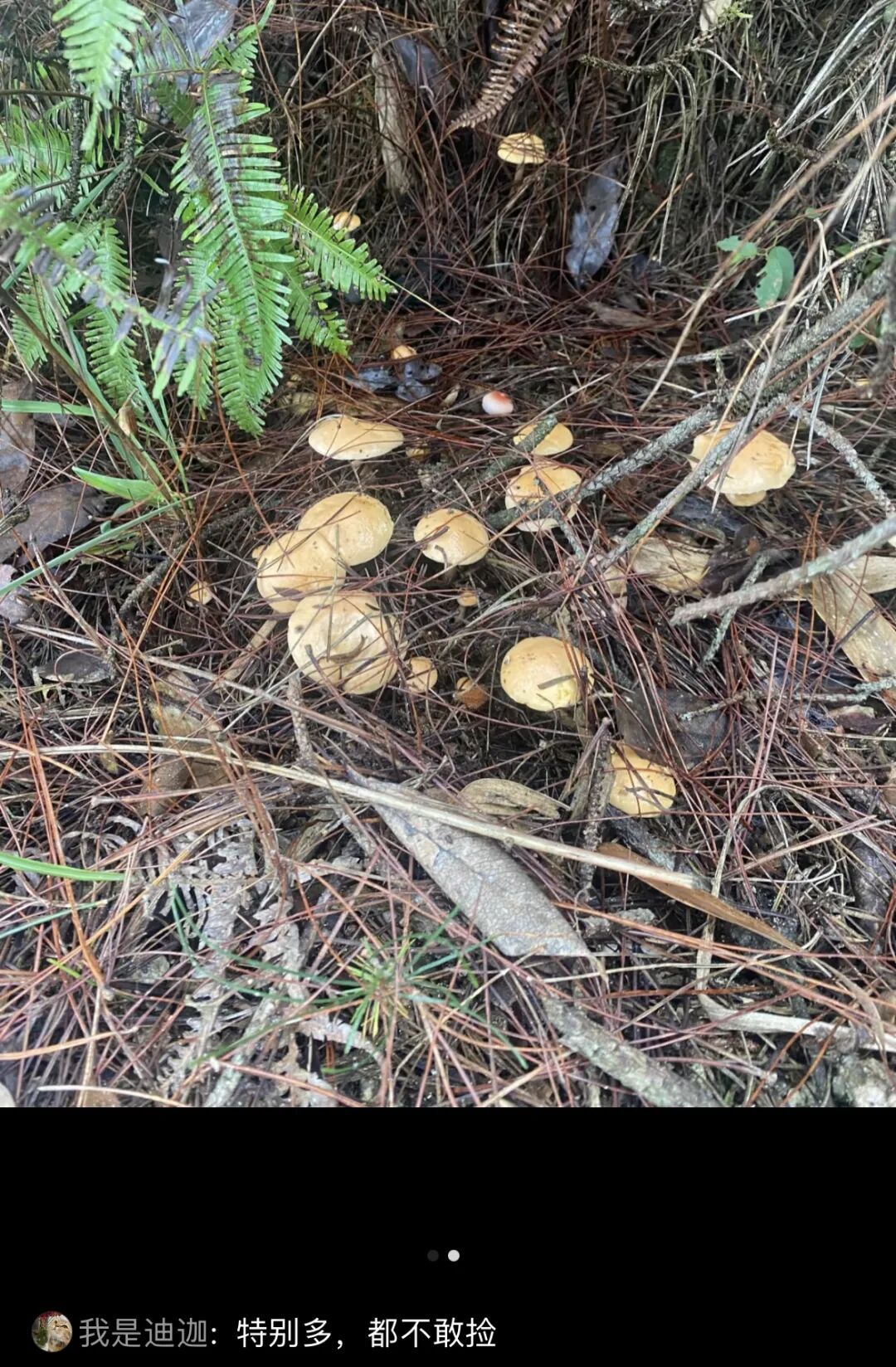 不要捡！不要吃！风险极高！正在重庆大量出现！