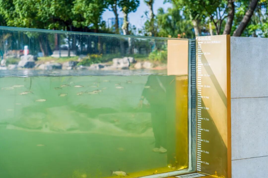 传疯了！玄武湖“大鱼缸”来了