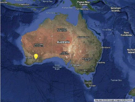 澳洲新品种蜜蜂雌蜂头上长犄角，澳洲新品种蜜蜂取名路西法源自美剧