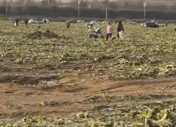 “白菜免费摘”视频疯传！谁在造谣？