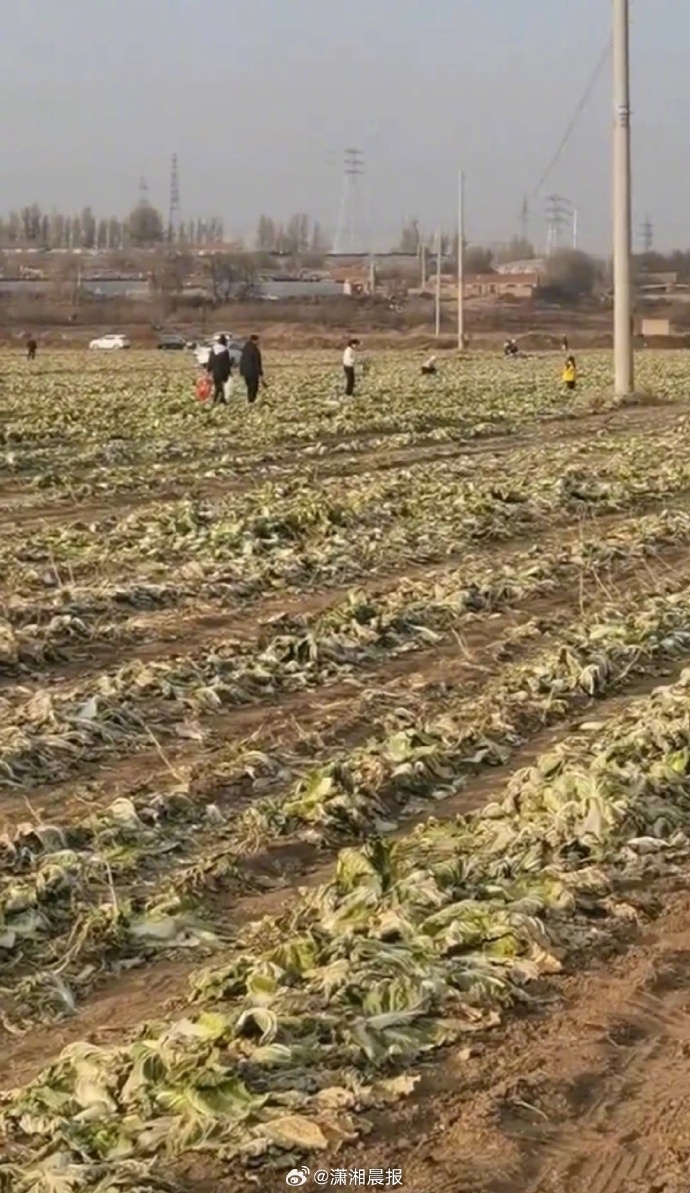 近200亩待收白菜因“网传免费”遭大规模哄抢,损失惨重?官方通报:已成立联合调查组 近200亩待收白菜因“网传免费”遭大规模哄抢,损失惨重?官方通报:已成立联合调查组