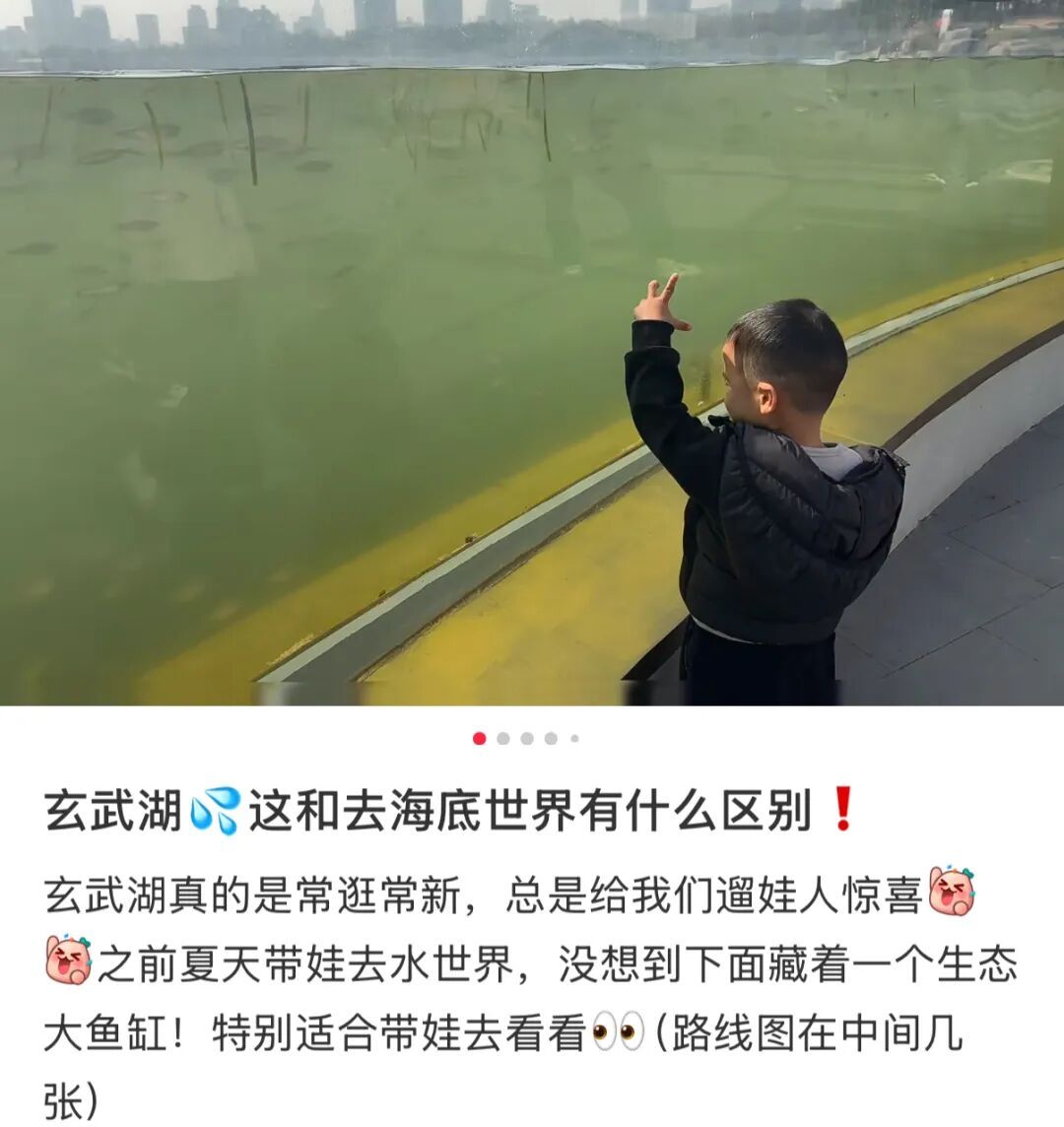 传疯了！玄武湖“大鱼缸”来了