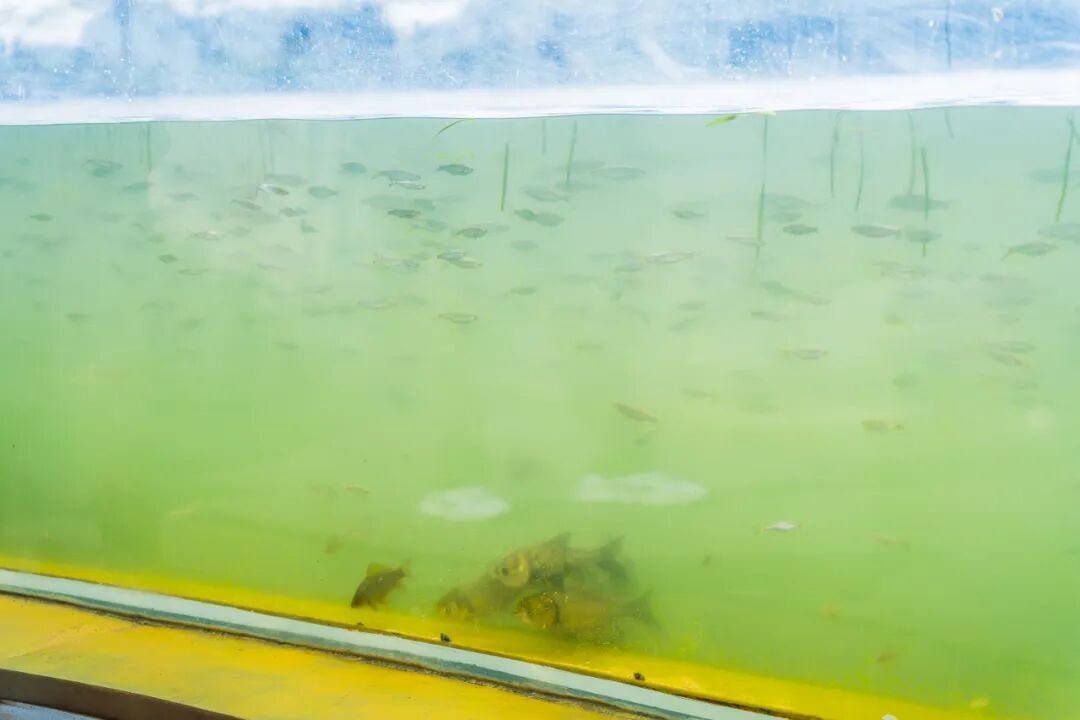 传疯了！玄武湖“大鱼缸”来了