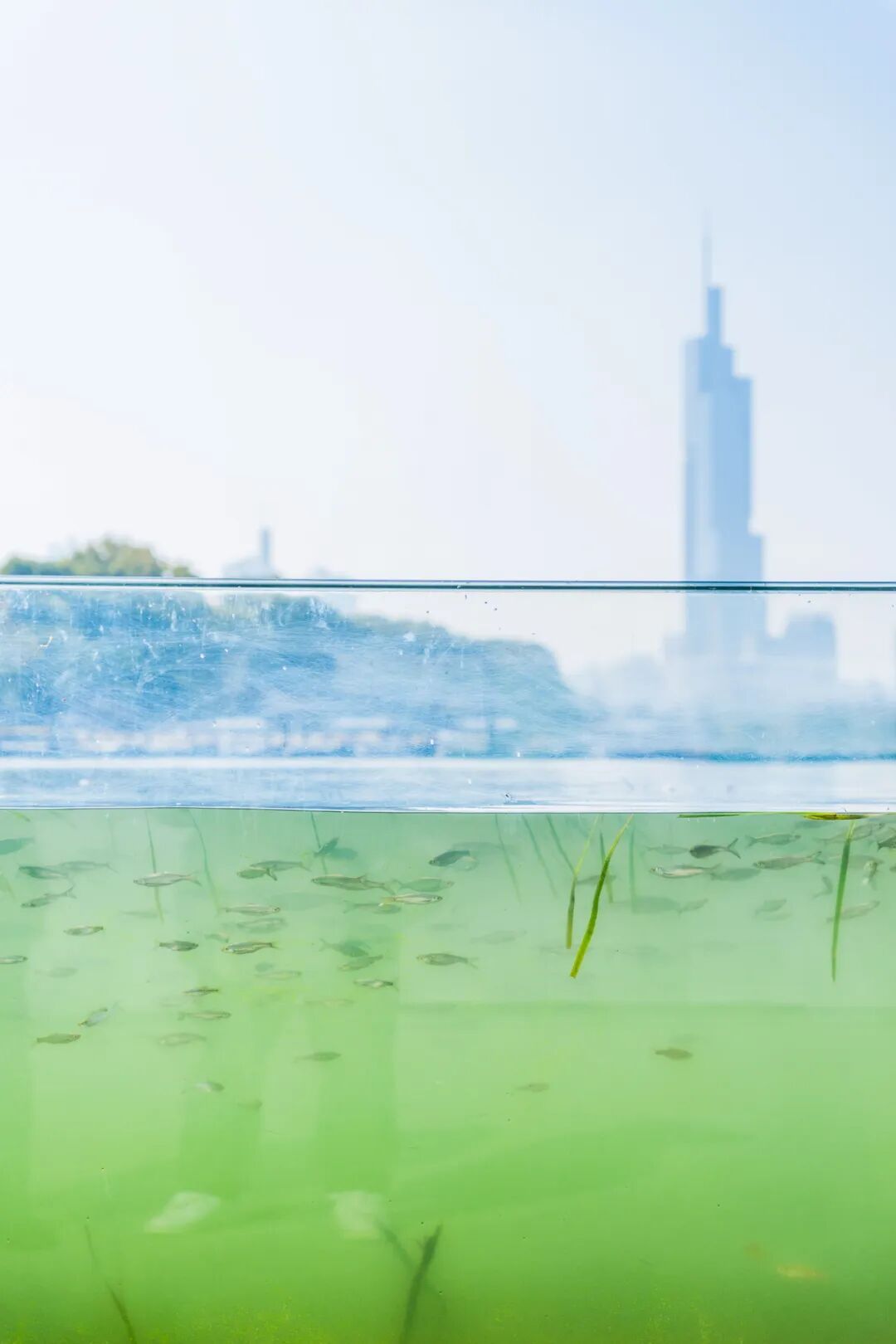 传疯了！玄武湖“大鱼缸”来了