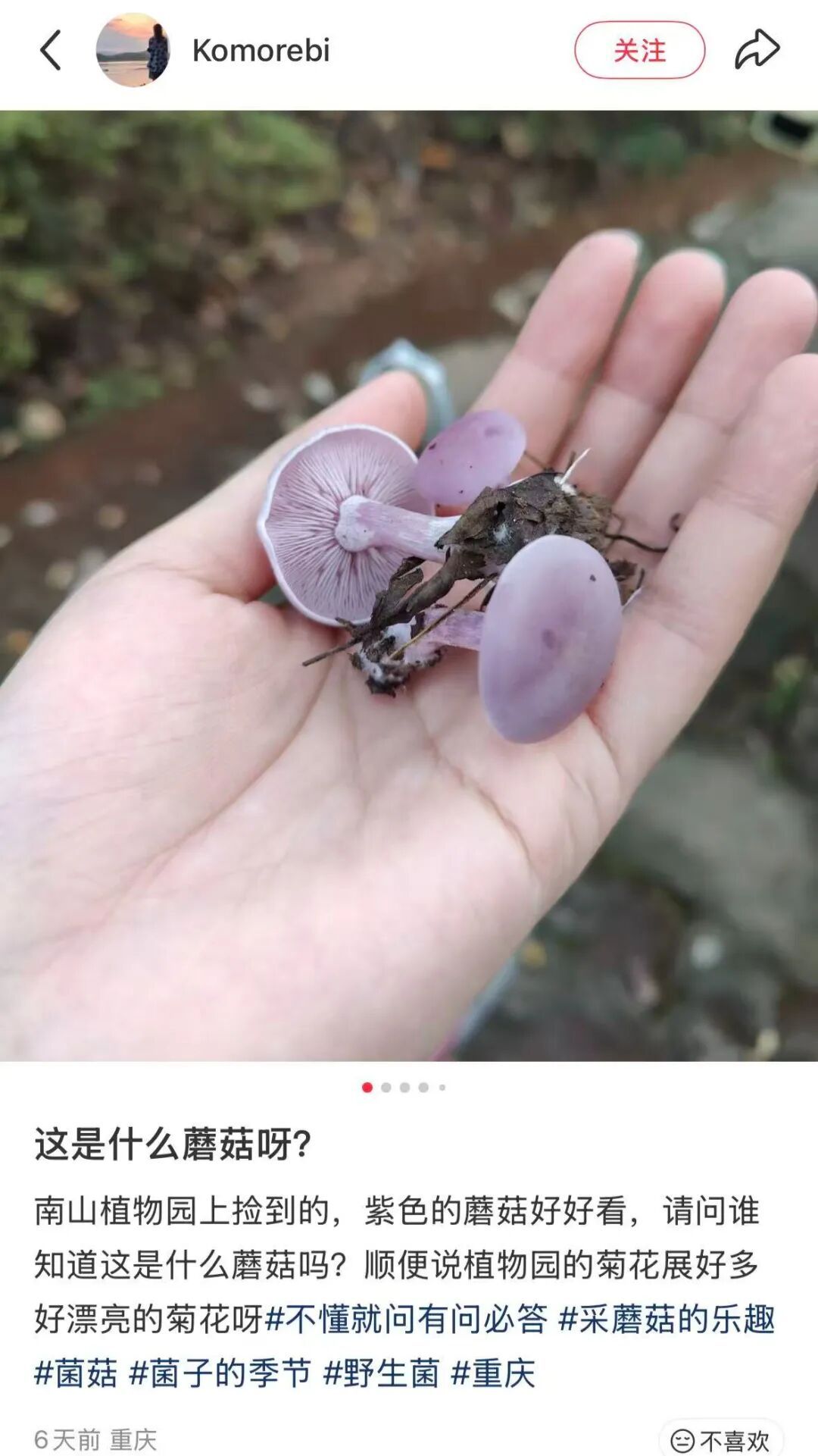 不要捡！不要吃！风险极高！正在重庆大量出现！