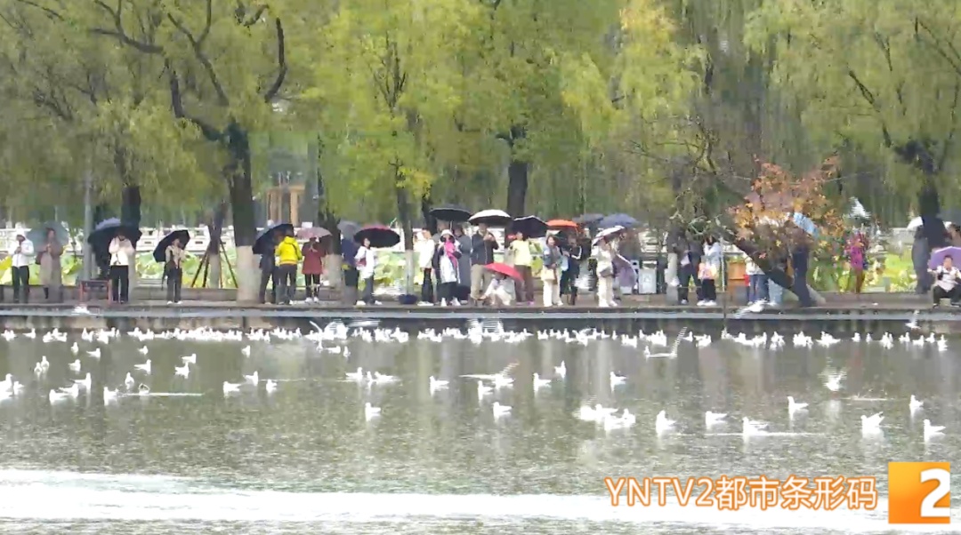 惹众怒！两游客竟强抓红嘴鸥拍“特写”