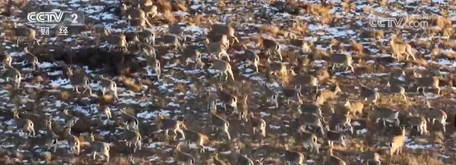 生态美让“稀客”有了安逸“冬季家园” 人与自然和谐共生美好景象频繁上演 生态美让“稀客”有了安逸“冬季家园” 人与自然和谐共生美好景象频繁上演