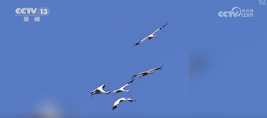 生态美让“稀客”有了安逸“冬季家园” 人与自然和谐共生美好景象频繁上演 生态美让“稀客”有了安逸“冬季家园” 人与自然和谐共生美好景象频繁上演