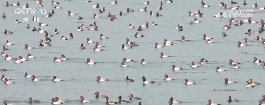 生态美让“稀客”有了安逸“冬季家园” 人与自然和谐共生美好景象频繁上演 生态美让“稀客”有了安逸“冬季家园” 人与自然和谐共生美好景象频繁上演