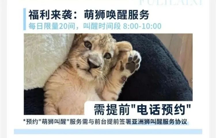 酒店推出狮子“叫早”服务，合法吗？