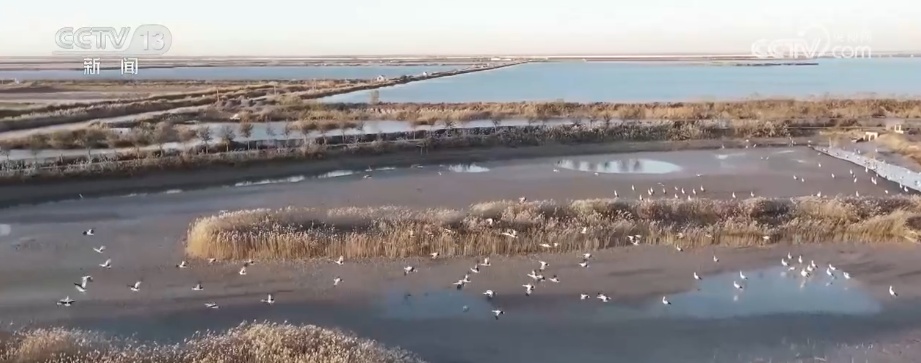 生态美让“稀客”有了安逸“冬季家园” 人与自然和谐共生美好景象频繁上演 生态美让“稀客”有了安逸“冬季家园” 人与自然和谐共生美好景象频繁上演