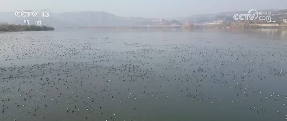 生态美让“稀客”有了安逸“冬季家园” 人与自然和谐共生美好景象频繁上演 生态美让“稀客”有了安逸“冬季家园” 人与自然和谐共生美好景象频繁上演