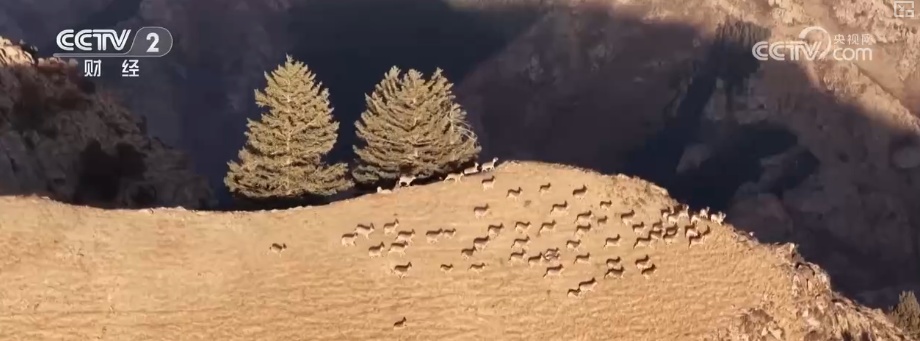 生态美让“稀客”有了安逸“冬季家园” 人与自然和谐共生美好景象频繁上演 生态美让“稀客”有了安逸“冬季家园” 人与自然和谐共生美好景象频繁上演