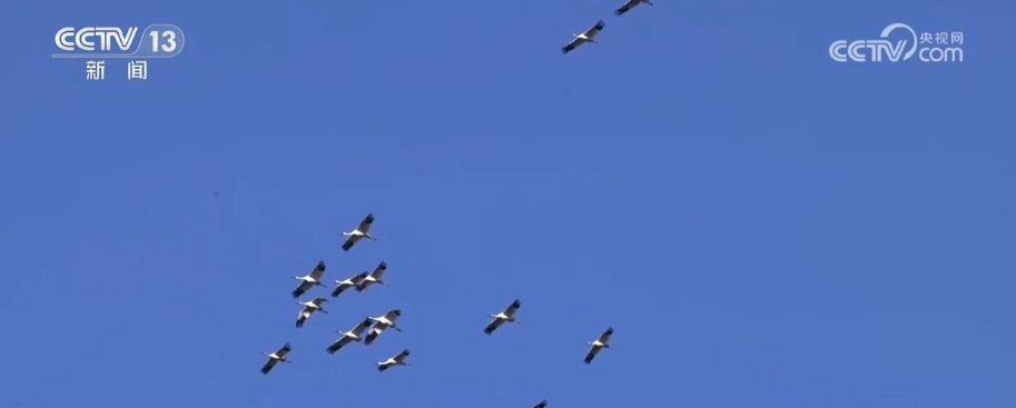 生态美让“稀客”有了安逸“冬季家园” 人与自然和谐共生美好景象频繁上演 生态美让“稀客”有了安逸“冬季家园” 人与自然和谐共生美好景象频繁上演