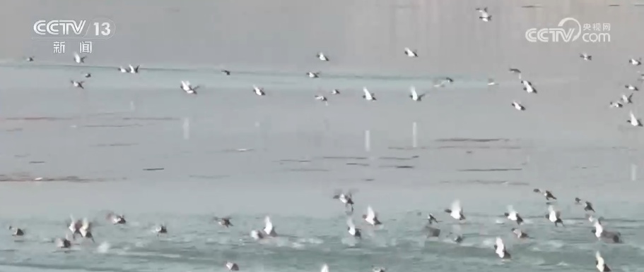 生态美让“稀客”有了安逸“冬季家园” 人与自然和谐共生美好景象频繁上演 生态美让“稀客”有了安逸“冬季家园” 人与自然和谐共生美好景象频繁上演