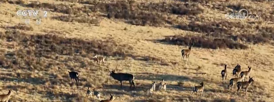 生态美让“稀客”有了安逸“冬季家园” 人与自然和谐共生美好景象频繁上演 生态美让“稀客”有了安逸“冬季家园” 人与自然和谐共生美好景象频繁上演