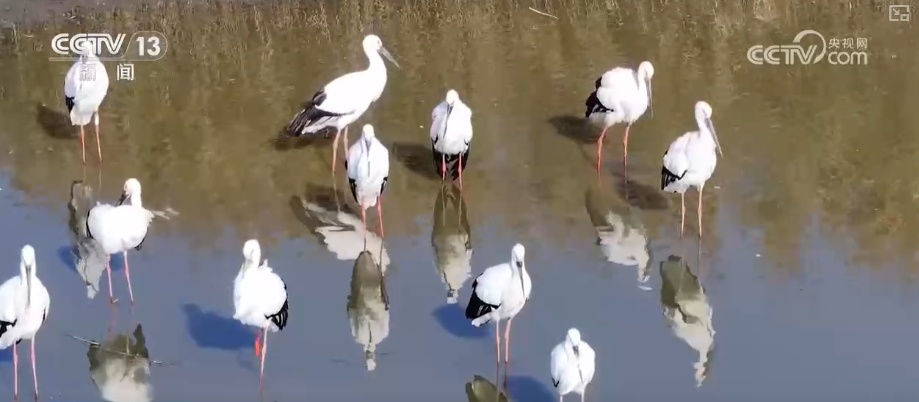 生态美让“稀客”有了安逸“冬季家园” 人与自然和谐共生美好景象频繁上演 生态美让“稀客”有了安逸“冬季家园” 人与自然和谐共生美好景象频繁上演