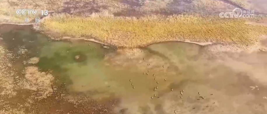 生态美让“稀客”有了安逸“冬季家园” 人与自然和谐共生美好景象频繁上演 生态美让“稀客”有了安逸“冬季家园” 人与自然和谐共生美好景象频繁上演